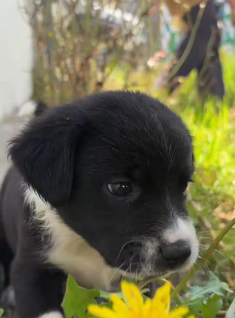 Puppy at the Peru dog rescue